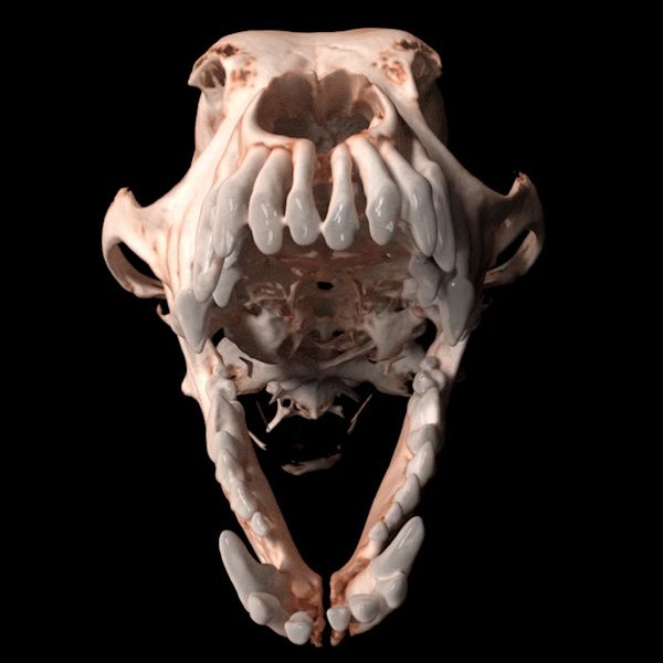 Imaginalis ORIS Dental Veterinary CT Scanner
