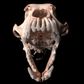 Imaginalis ORIS Dental Veterinary CT Scanner