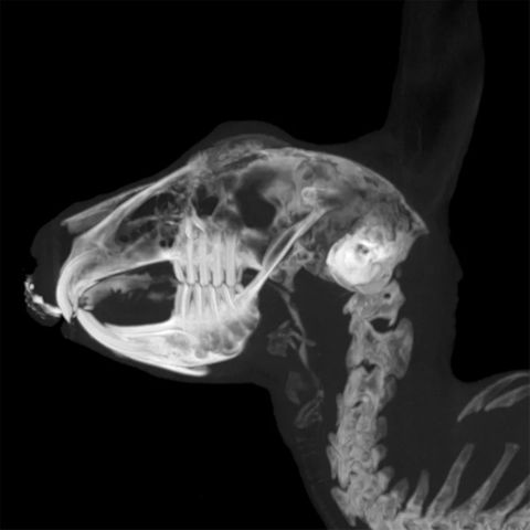 Imaginalis ORIS Dental Veterinary CT Scanner