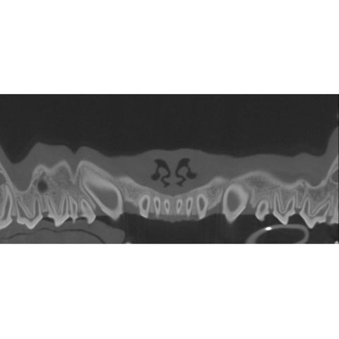 Imaginalis ORIS Dental Veterinary CT Scanner