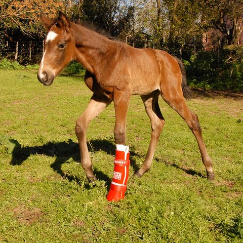 REDBOOT Corrective Foal Boot