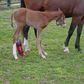 REDBOOT Corrective Foal Boot