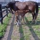 REDBOOT Corrective Foal Boot