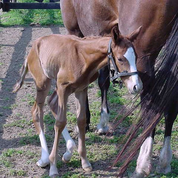 REDBOOT Corrective Foal Boot