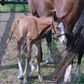 REDBOOT Corrective Foal Boot