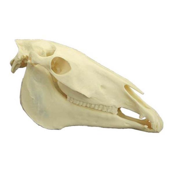 MAI Vet Dental Equine Skull Model & Teeth Set