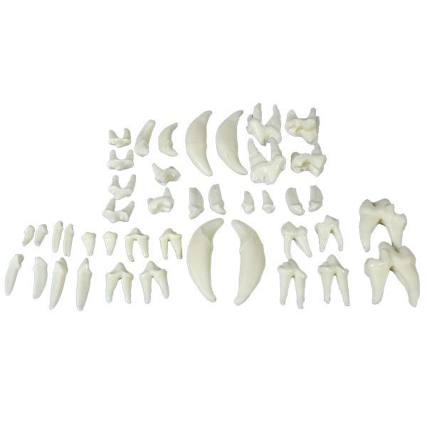 MAI Canine Skull Model Replacement Teeth Set