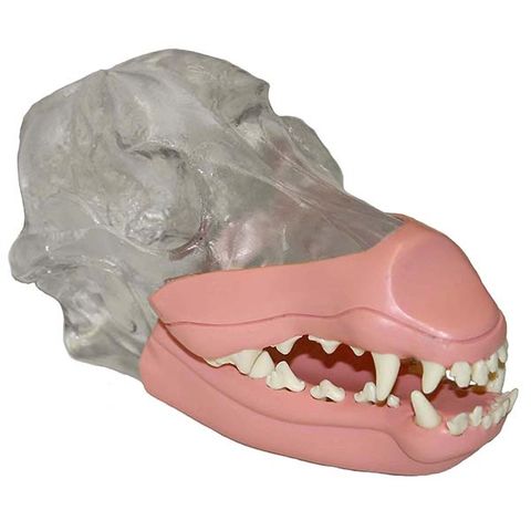 MAI Canine Skull Model with Removable Teeth & Gingiva