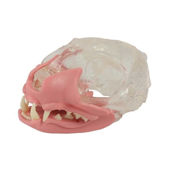 MAI Feline Skull Model with Removable Teeth and Gingiva