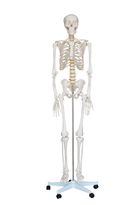 Full Body Skeleton