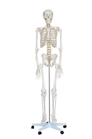 Skeleton, Full Body