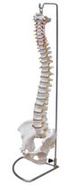 Flexible Vertebral Column Model With Pelvis & Stand Life