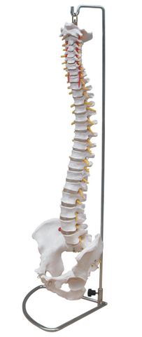 Model, Life Size Vertebral Column with Pelvis (flexible) and Stand