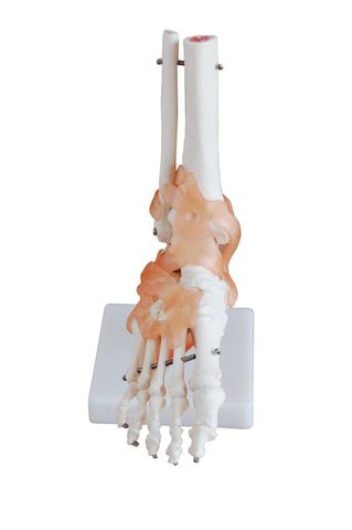 Model, Foot, Lifesize with Ligaments