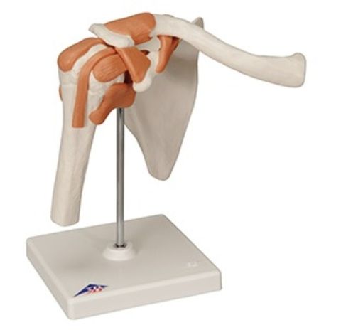 Model, Muscle Shoulder Joint