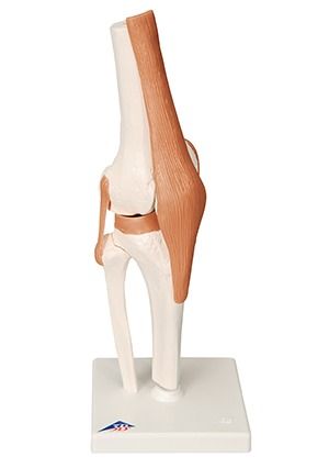 Model, Knee Joint