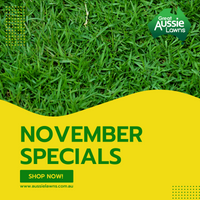 NOVEMBER SPECIALS 2021