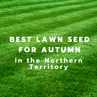 Suggested Seed for Spring in Northern Territory