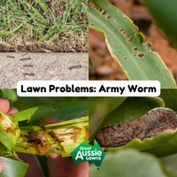 Lawn Problems: Army Worm