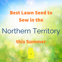 SUMMER LAWNS - Best Lawn Seed to sow in the Northern Territory this Summer
