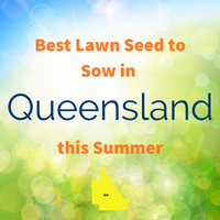 SUMMER LAWNS - Best Lawn Seed to sow in Queensland this Summer