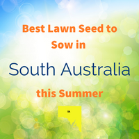 SUMMER LAWNS - Best Lawn Seed to sow in South Australia this Summer