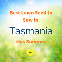 SUMMER LAWNS - Best Lawn Seed to sow in Tasmania this Summer