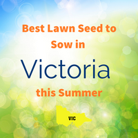 SUMMER LAWNS - Best Lawn Seed to sow in Victoria this Summer