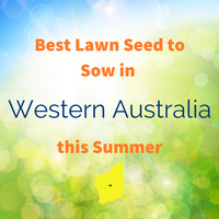 SUMMER LAWNS - Best Lawn Seed to sow in Western Australia this Summer