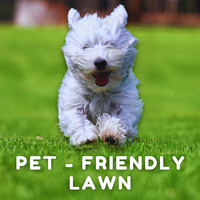 Choosing the Best Lawn for Dogs