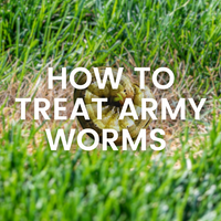 Lawn Problems: Army Worm