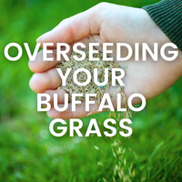 Overseeding Your Buffalo Grass