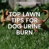 Top Lawn Tips for Dog Urine Burn