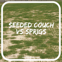 For Turf Managers:  Seeded Couch vs Sprigs