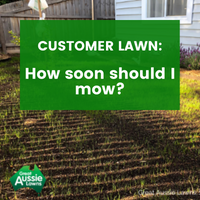 CUSTOMER LAWN: How soon should I mow?