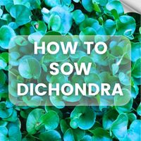 How to Sow Dichondra