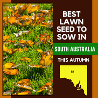 AUTUMN 2021: BEST LAWN SEED FOR SOUTH AUSTRALIA