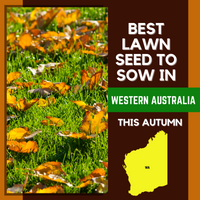 AUTUMN 2021: BEST LAWN SEED FOR WESTERN AUSTRALIA