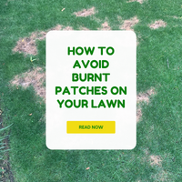 FERTILISING: Avoid burning patches into your lawn!