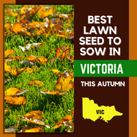 AUTUMN 2021: BEST LAWN SEED FOR VICTORIA