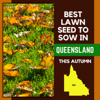 AUTUMN 2021: BEST LAWN SEED FOR QUEENSLAND