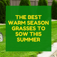 THESE ARE THE BEST WARM SEASON GRASSES TO SOW THIS SUMMER