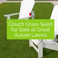 Couch Grass Seed for Sale at Great Aussie Lawns