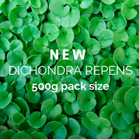 NEW PRODUCT SIZE: Dichondra