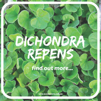 On Special - Dichondra Repens Ground Cover - find out more!