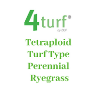4Turf Tetraploid Turf Type Perennial Ryegrass - NEW PRODUCT