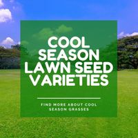 Cool Season Lawn Seed Varieties from Great Aussie Lawns