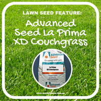 Lawn Seed Product Spotlight:  La Prima XD