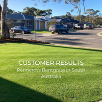 Jonathan's Penncross Bentgrass Lawn in South Australia