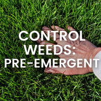 Control weeds in warm season Couch lawns with a Pre-Emergent herbicide